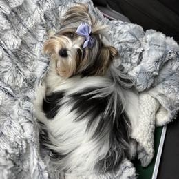Raynen Bows - Black tan and white female Biewer Terrier puppy in Lebanon, Oregon from SD99Biewers