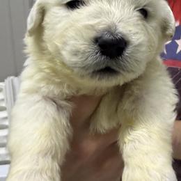 Boy Pick 4 - Light golden male Golden Retriever puppy in Waterloo, Indiana from All 4 Paws of Pheasant Run