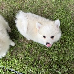 Clark - Red and white male Pomsky puppy in Scandinavia, Wisconsin from Bonnie’s Little Fluffys