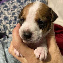Count Georges - White and tan male Russell Terrier puppy in Missouri from Royal Russells Ranch