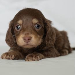 Lumpy - Chocolate and cream male Dachshund puppy in Memphis, Tennessee from Lone River Dachshunds