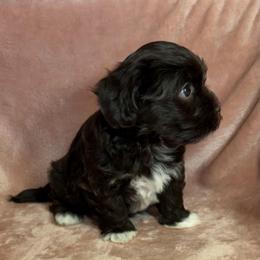 Mocha - Chocolate female Havanese puppy in Maryville, Missouri from Dreamworks Havanese
