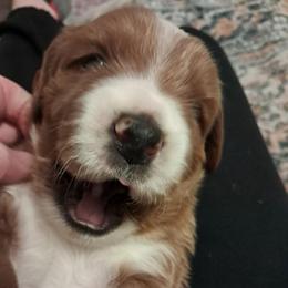 Esther - female Assorted Doodle Crosses puppy in Northumberland, Pennsylvania from Light and Life Doodles