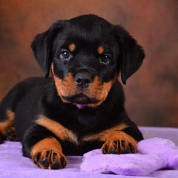Rottweiler Puppies from Galaxia Rottweilers