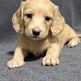 Dachshund Puppies from Davinner's Doxies