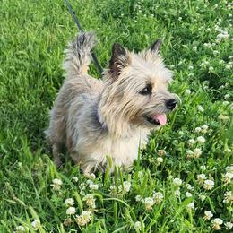 Maisey - Cairn Terrier