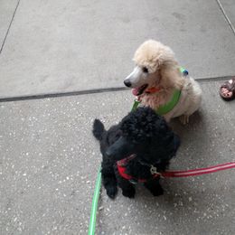 Poodle Puppies from Figz Poodles