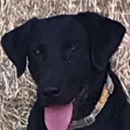 Labrador Retrievers from Angela Zeyfang