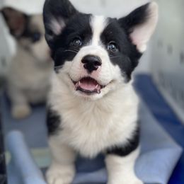Cardigan Welsh Corgi Puppies from Breuddwyd Cardigan Welsh Corgis