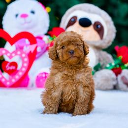 Nala - Red  female Poodle puppy in Fort Myers, Florida from Blossom Paws