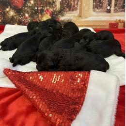 Onyx - Black male Poodle puppy in Hesperia, California from Whitesock Standard Poodles