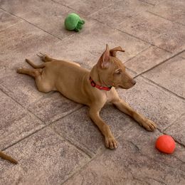 Cirneco dell’Etna Puppies from Ember Hill Cirnechi
