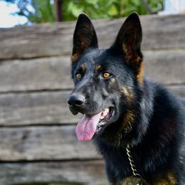 Schatzi - German Shepherd