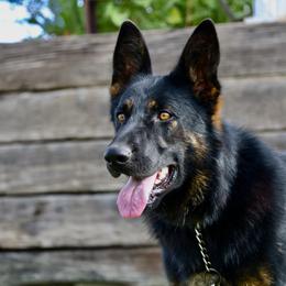 Schatzi - German Shepherd