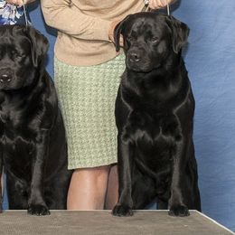 Labrador Retrievers from Cedar Key Labradors