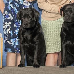 Labrador Retrievers from Cedar Key Labradors