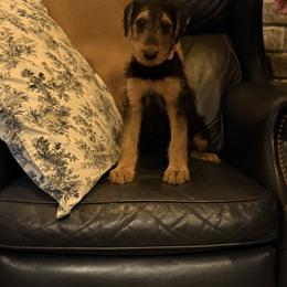 Kaylie - Black and tan female Airedale Terrier puppy in Thomasville, North Carolina from Beitzel Babies