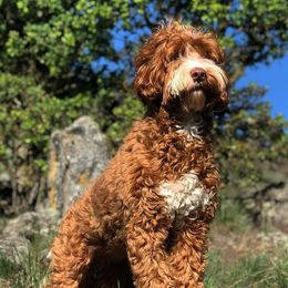 Australian Labradoodles from TaylorMadeDoodles