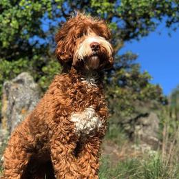 Australian Labradoodles from TaylorMadeDoodles