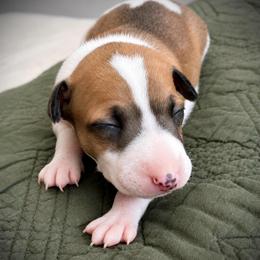 Ryker - Red male Italian Greyhound puppy in New Port Richey, Florida from The Noodle Nest