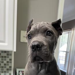 Cane Corso Puppies from Relic Cane Corso
