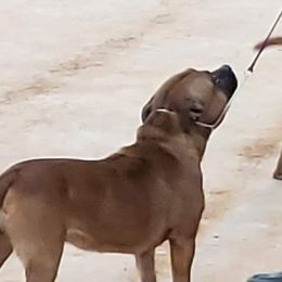 Bella - Staffordshire Bull Terrier