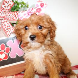 Georgia - Red female Cavapoo puppy in Rattan, Oklahoma from Double M Cocker Spaniels