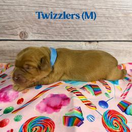 Twizzlers - Caramel male Australian Labradoodle puppy in Silver Spring, Maryland from Potomac Australian Labradoodles