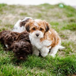 Bernedoodle, Cavapoo, Havanese, and Havapoo Puppies from Lady Paws Puppies - Cassie
