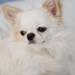 Yeti - Chihuahua
