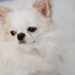 Yeti - Chihuahua