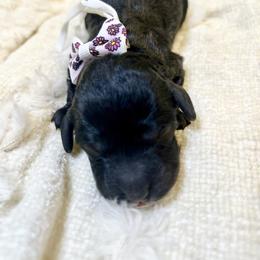 LADY VIOLET - Black female Goldendoodle puppy in Houston, Texas from Pia’s Doodle Poodle Wag