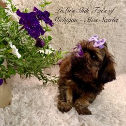 Miss Scarlet - Red female Shih Tzu puppy in Ann Arbor, Michigan from LuLu’s Shih Tzu’s of Michigan
