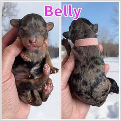 Belly - Blue merle female Bernedoodle puppy in Banner Elk, North Carolina from Walnut Tree Bernedoodles