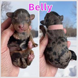 Belly - Blue merle female Bernedoodle puppy in Banner Elk, North Carolina from Walnut Tree Bernedoodles
