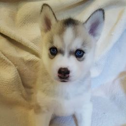 Siberian Husky Puppies from Little Handsome Siberians