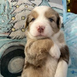 Vixen - Red merle male Miniature Australian Shepherd puppy in Kinsale, Virginia from Northern Neck Aussies
