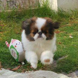 Japanese Chin Puppies from KaLor Japanese Chin
