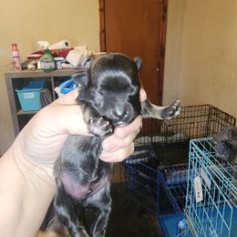 Pup 1 - Black and white male Havanese puppy in Cuba, Missouri from Bouncy Bubbly Havanese