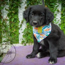 Border Collie, Golden Retriever, and Sporty Mix Puppies from Turbo Border Collies & Coltrievers