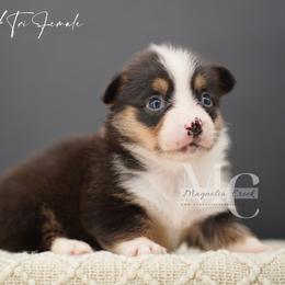 Jute (Tri Female) - Black and tan female American Corgi puppy in Straughn, Alabama from Magnolia Creek Corgis