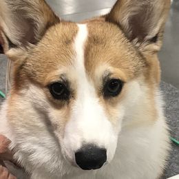 Cassie - Pembroke Welsh Corgi