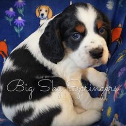 Boy 1 - Black white and tan male English Springer Spaniel puppy in Great Falls, Montana from Big Sky Springers