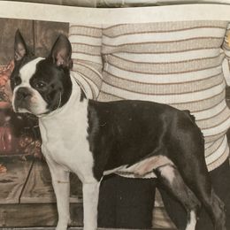 Cupid - Boston Terrier