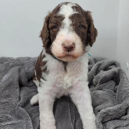 Charlie - Parti male Poodle puppy in Dover, Delaware from Dogtastic Poodles