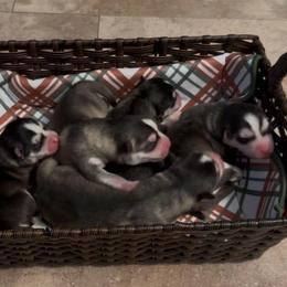 Girl 4 - Wolf sable female Pomsky puppy in Venus, Pennsylvania from Hemlock Pines Pomsky