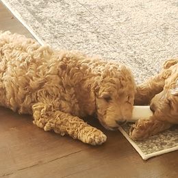 Goldendoodle Puppies from Bailey's Bunch