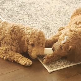 Goldendoodle Puppies from Bailey's Bunch