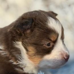 Buster - Red tri male Miniature Australian Shepherd puppy in Ambrose, Georgia from Brandilyn's Aussies