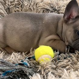 French Bulldog Puppies from Willow Farm